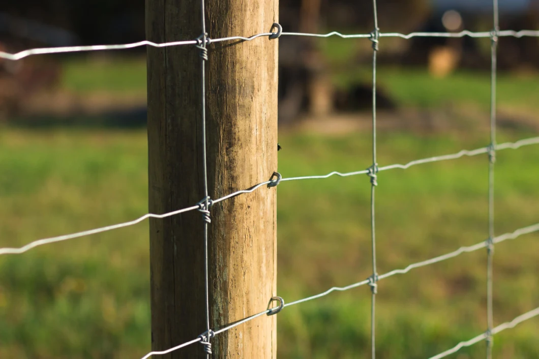 2.4m Height Galvanized Fixed Knot Livestock Fence